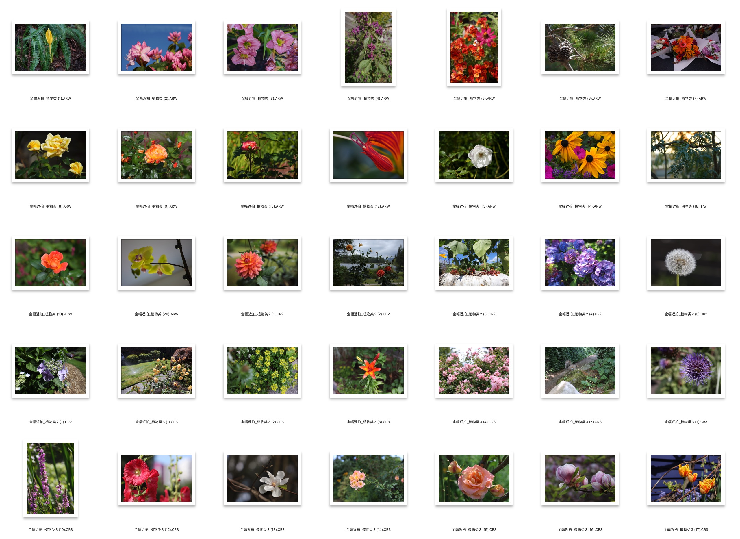 图片[4]-71张全幅机近拍花草植物类RAW原图CR2 CR3 ARW格式练习素材