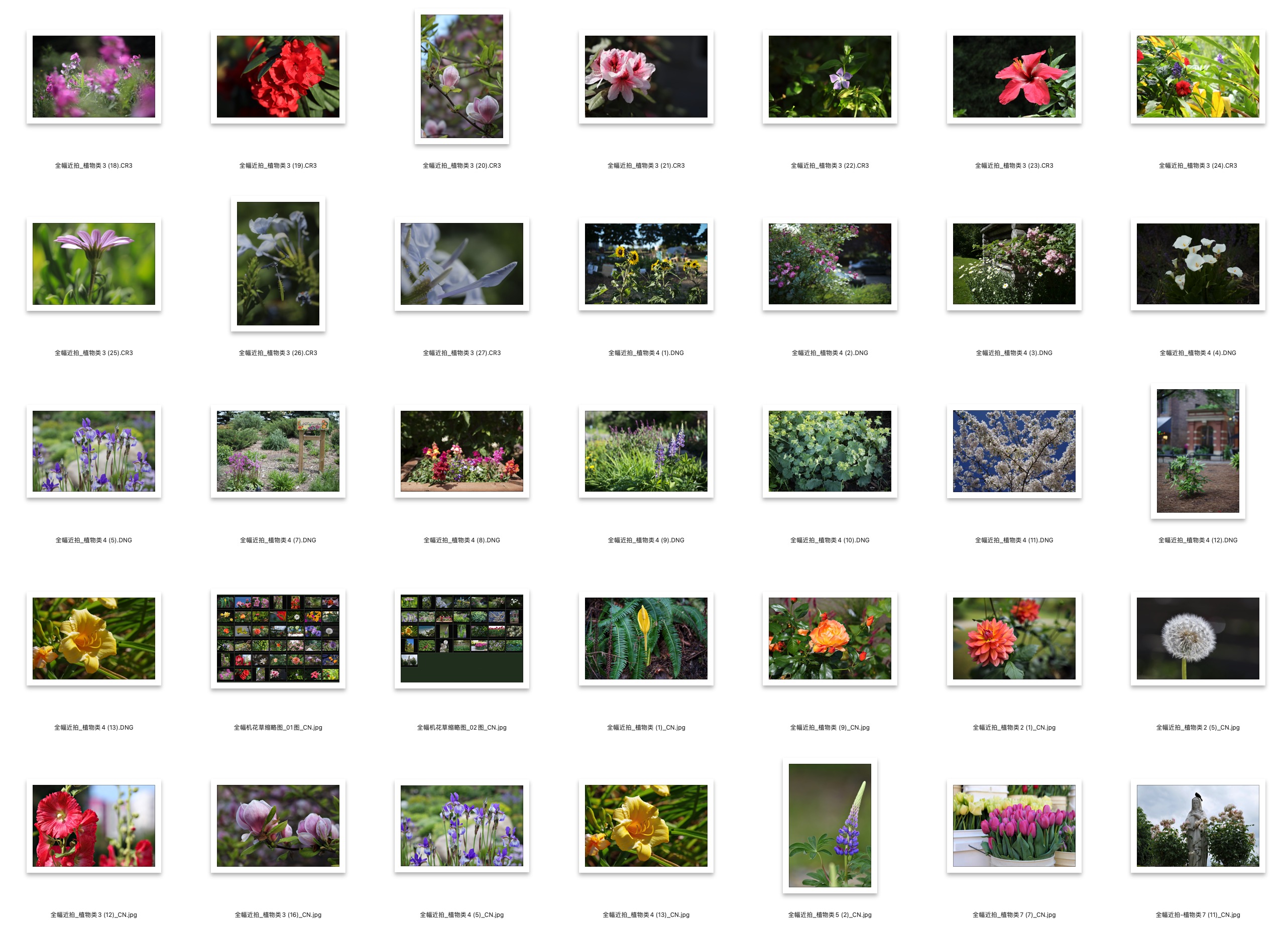 图片[3]-71张全幅机近拍花草植物类RAW原图CR2 CR3 ARW格式练习素材