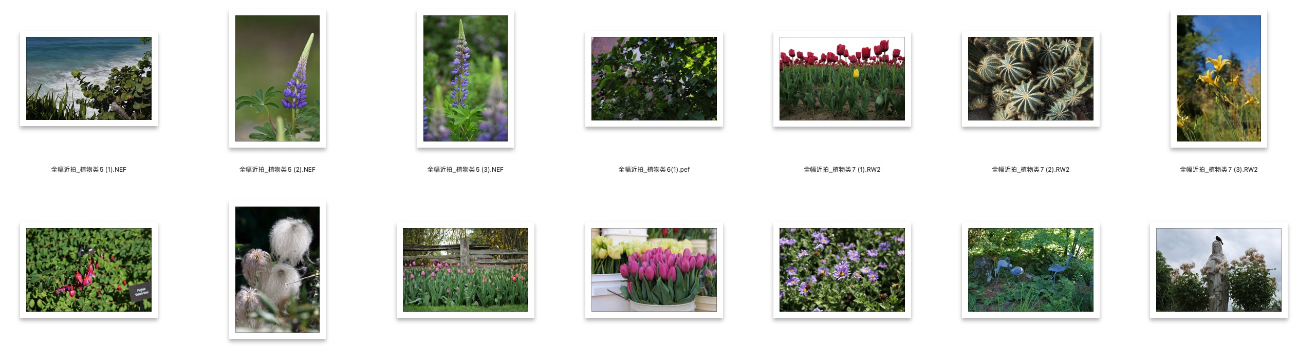 图片[2]-71张全幅机近拍花草植物类RAW原图CR2 CR3 ARW格式练习素材