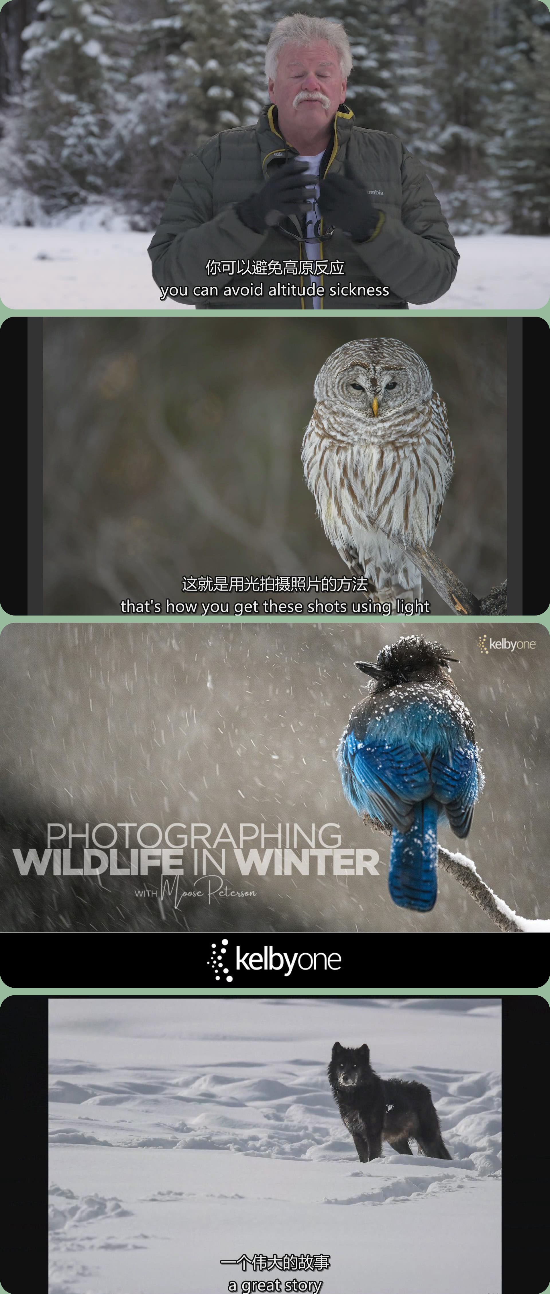 图片[1]-野生动物摄影师Moose Peterson冬季野生动物摄影教程-中英字幕-美夕摄影资源